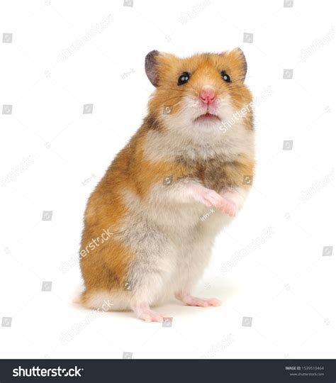 x hamster free pics|5,177 Hamster Stock Photos & High